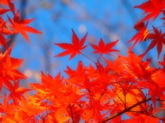 彩の国の紅葉