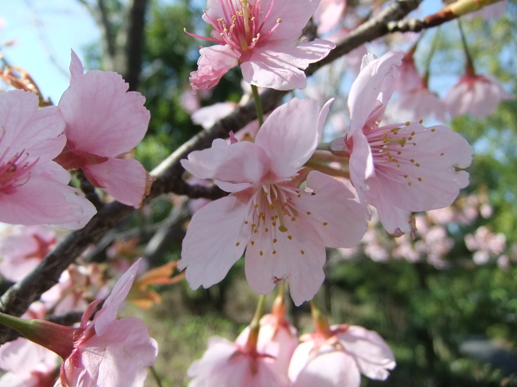 埼玉スタジアムの桜