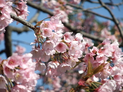 埼玉スタジアムの桜