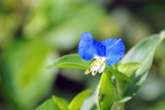 今日見つけた花