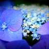 団地の紫陽花