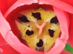 花芯