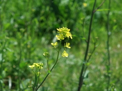 綾瀬川の菜の花４