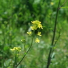 綾瀬川の菜の花４