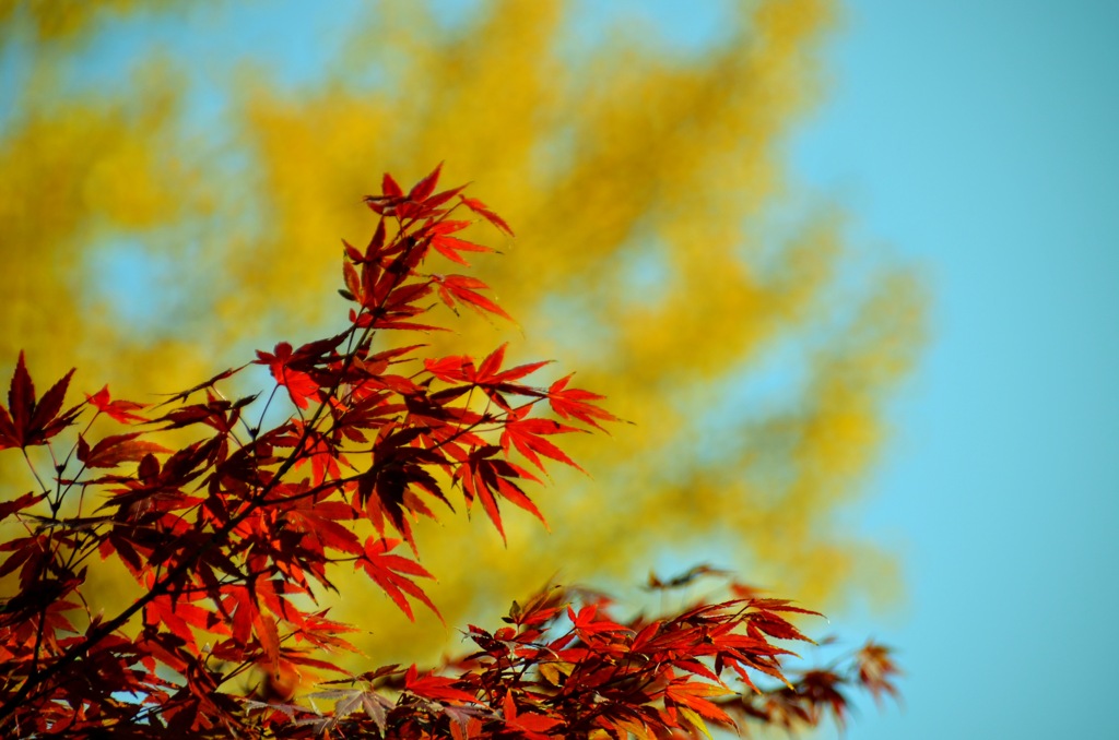 団地の紅葉