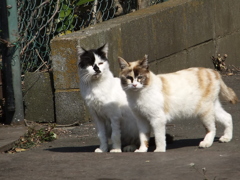 公園猫