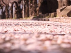 桜絨毯
