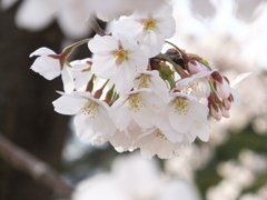 綾瀬川の桜
