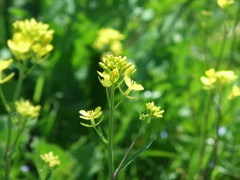 綾瀬川の菜の花２