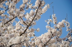 青空と桜
