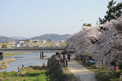 鴨川の桜