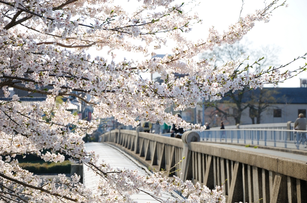 欄干と桜