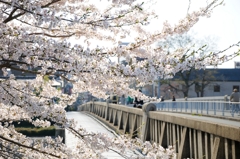 欄干と桜