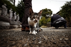 護国寺の猫