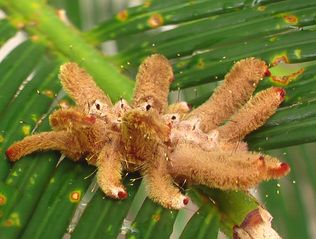 ブラジルのモンスター毛虫