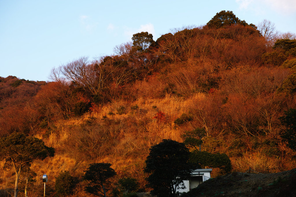 夕陽に映える裏山