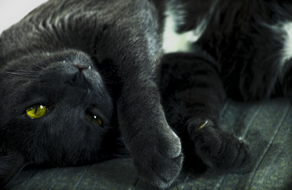 巨大化け猫