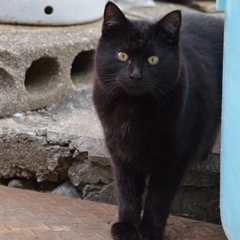 黒猫さん