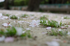 桜散る