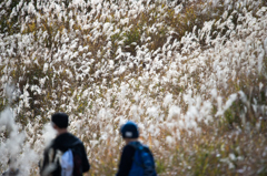 砥峰高原のススキ