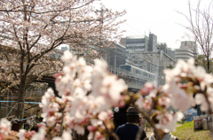 桜と電車