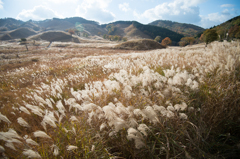 砥峰高原のススキ