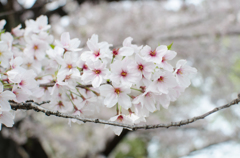 桜