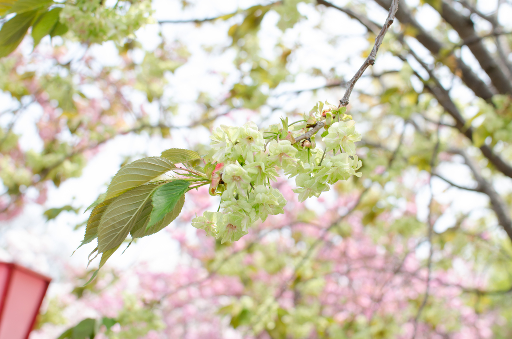 桜