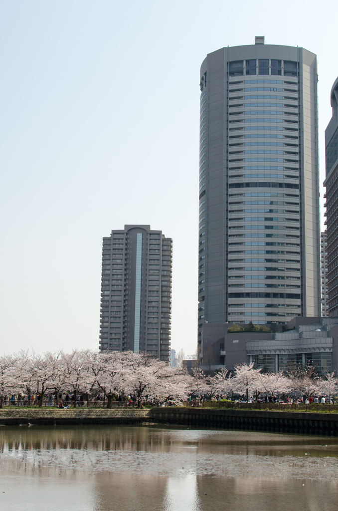 桜とOPA