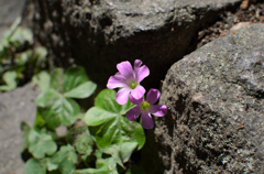 足元の花