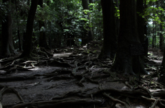 木の根道