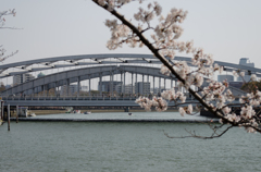 桜と桜宮橋