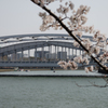 桜と桜宮橋