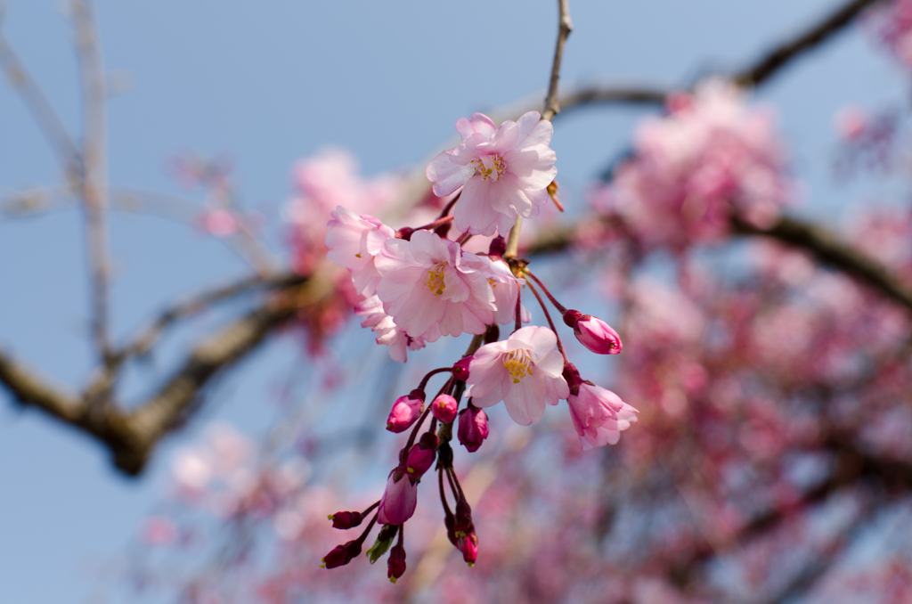 桜