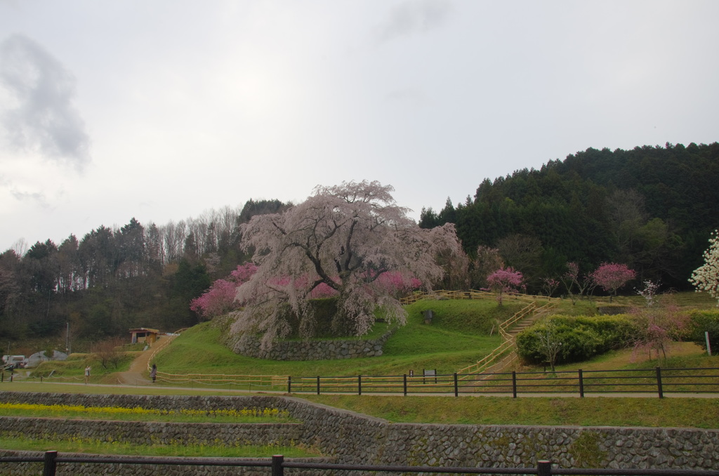 又兵衛桜