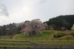又兵衛桜