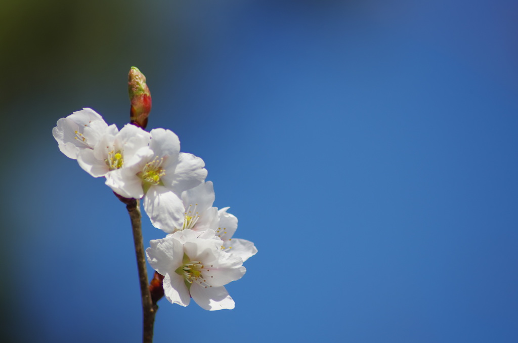 早咲きの桜