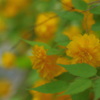 山吹