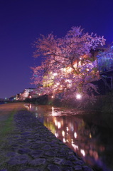 鴨川の夜桜