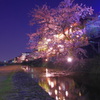 鴨川の夜桜