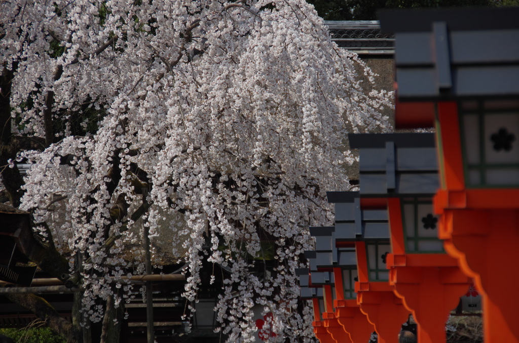 平野神社2013