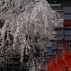 平野神社2013