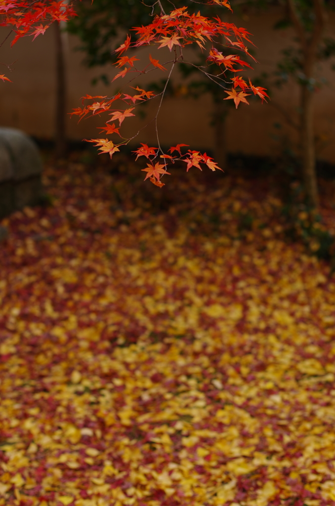 蓮華寺の紅葉1