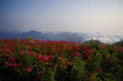 雲上の花園