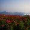 雲上の花園