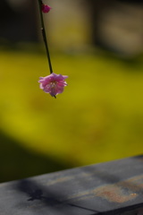 ひっそりと