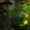 山吹3