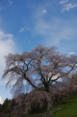 又兵衛桜204