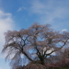 又兵衛桜204