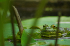 蓮池や　蛙飛び込む　水の音